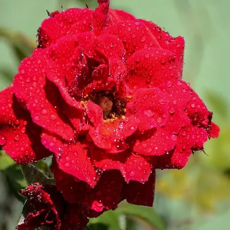 Aheloy Apartments Apartamento