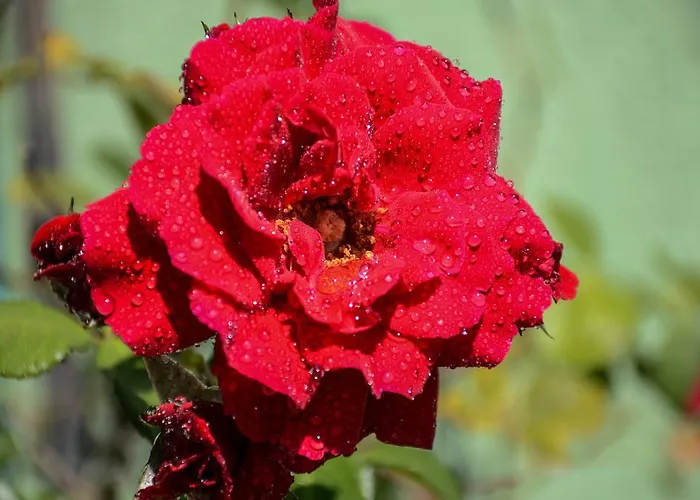 Aheloy Apartments Apartmán